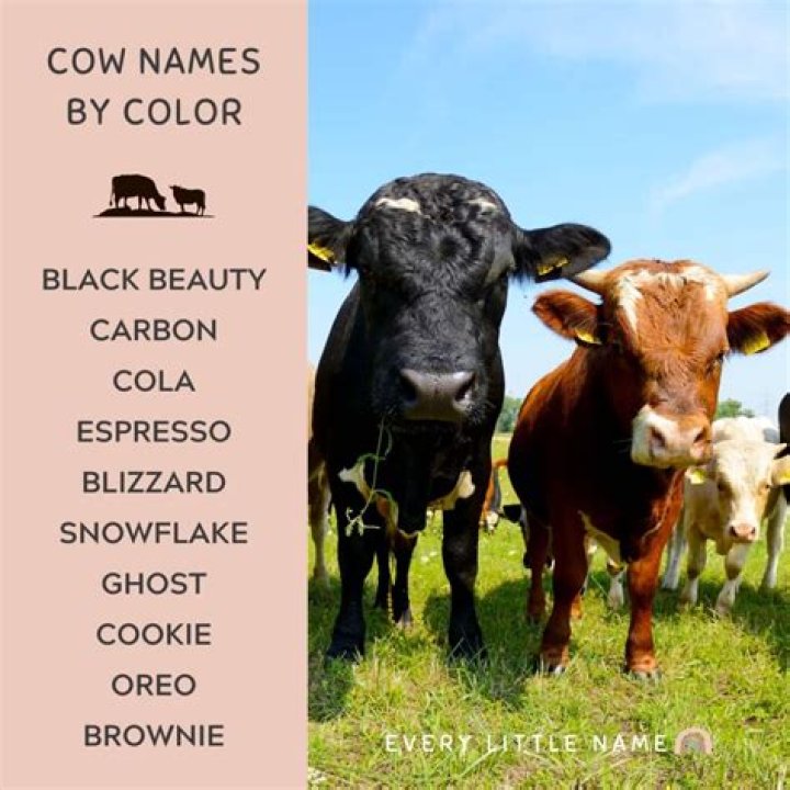 Comprehensive Guide To Creative And Unique Names For Cows